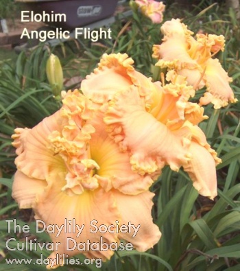 Daylily Elohim Angelic Flight